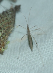 Neides aduncus