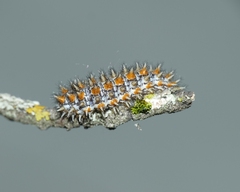 Melitaea