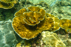 Acropora palmata