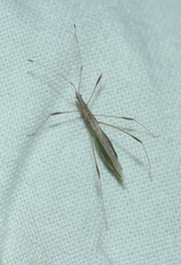 Neides aduncus