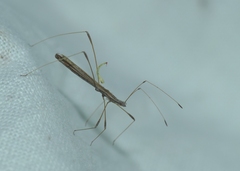 Neides aduncus