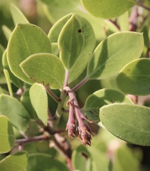 Arctostaphylos × benitoensis