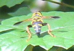 Meromacrus acutus