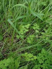 Thalictrum occidentale