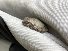 Hyla chrysoscelis