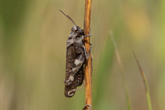 Psophus stridulus