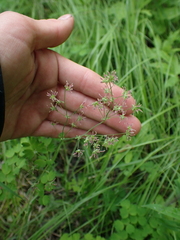 Thalictrum occidentale