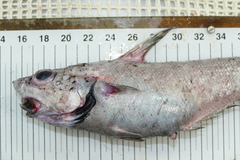 Coryphaenoides guentheri