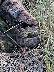 Crotalus cerberus
