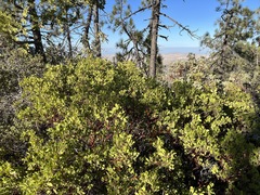 Arctostaphylos × benitoensis