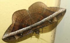 Hemeroblemma opigena