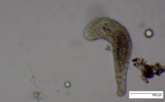 Macrostomum