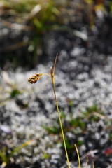 Carex capillaris fuscidula