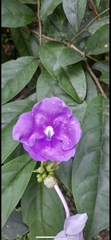 Brunfelsia