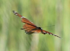 Limenitis archippus floridensis