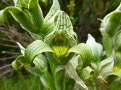 Chloraea magellanica