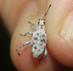 Myllocerus undecimpustulatus