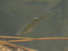 Poecilia sphenops
