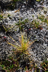 Carex capillaris fuscidula