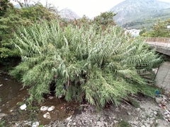 Arundo donax