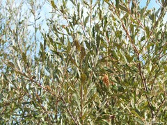 Salix salviifolia