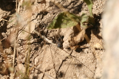 Tachysphex pompiliformis