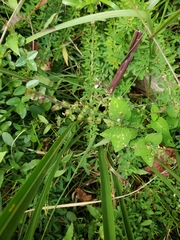 Mosla dianthera