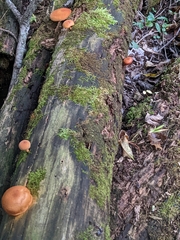 Gymnopilus luteus