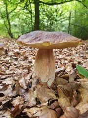 Boletus