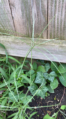 Digitaria sanguinalis