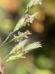 Festuca rubra