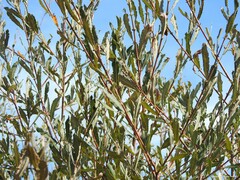 Salix salviifolia