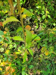 Oenothera parviflora