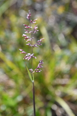 Arctagrostis latifolia
