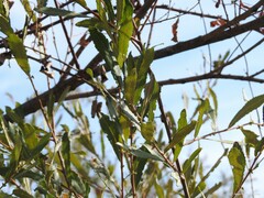 Salix salviifolia