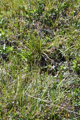 Arctagrostis latifolia