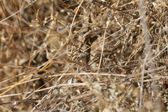 Tachysphex pompiliformis