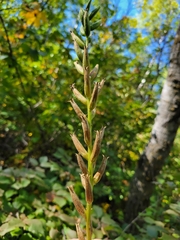 Oenothera parviflora