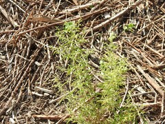 Dittrichia graveolens