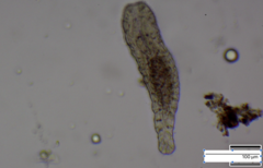 Macrostomum