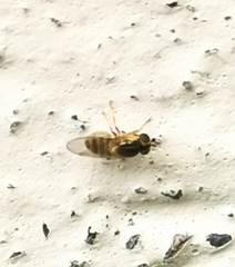 Thaumatomyia