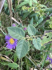 Symphyotrichum novae-angliae