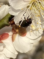 Calliphoridae