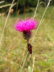 Zygaena filipendulae