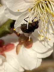 Calliphoridae