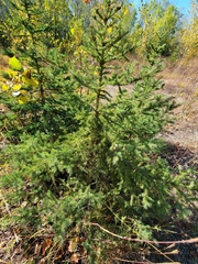 Picea glauca