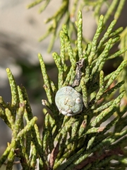 Juniperus sabina