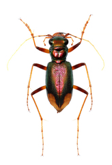 Tetracha