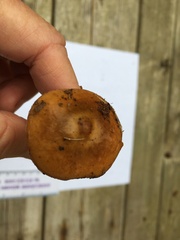 Cortinarius trivialis