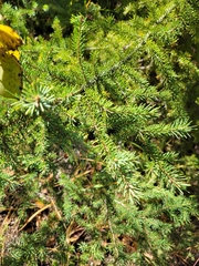 Picea glauca